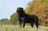 BEAUCERON 545